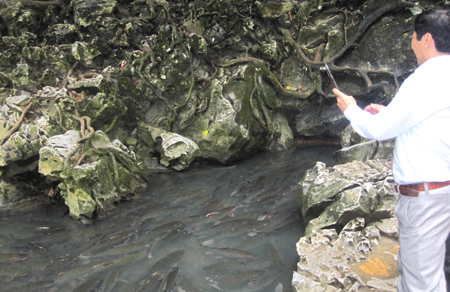 Đổ[-]xô[-]xem[-]"Cá[-]Chúa"[-]ở[-]suối[-]Cá[-]Thần